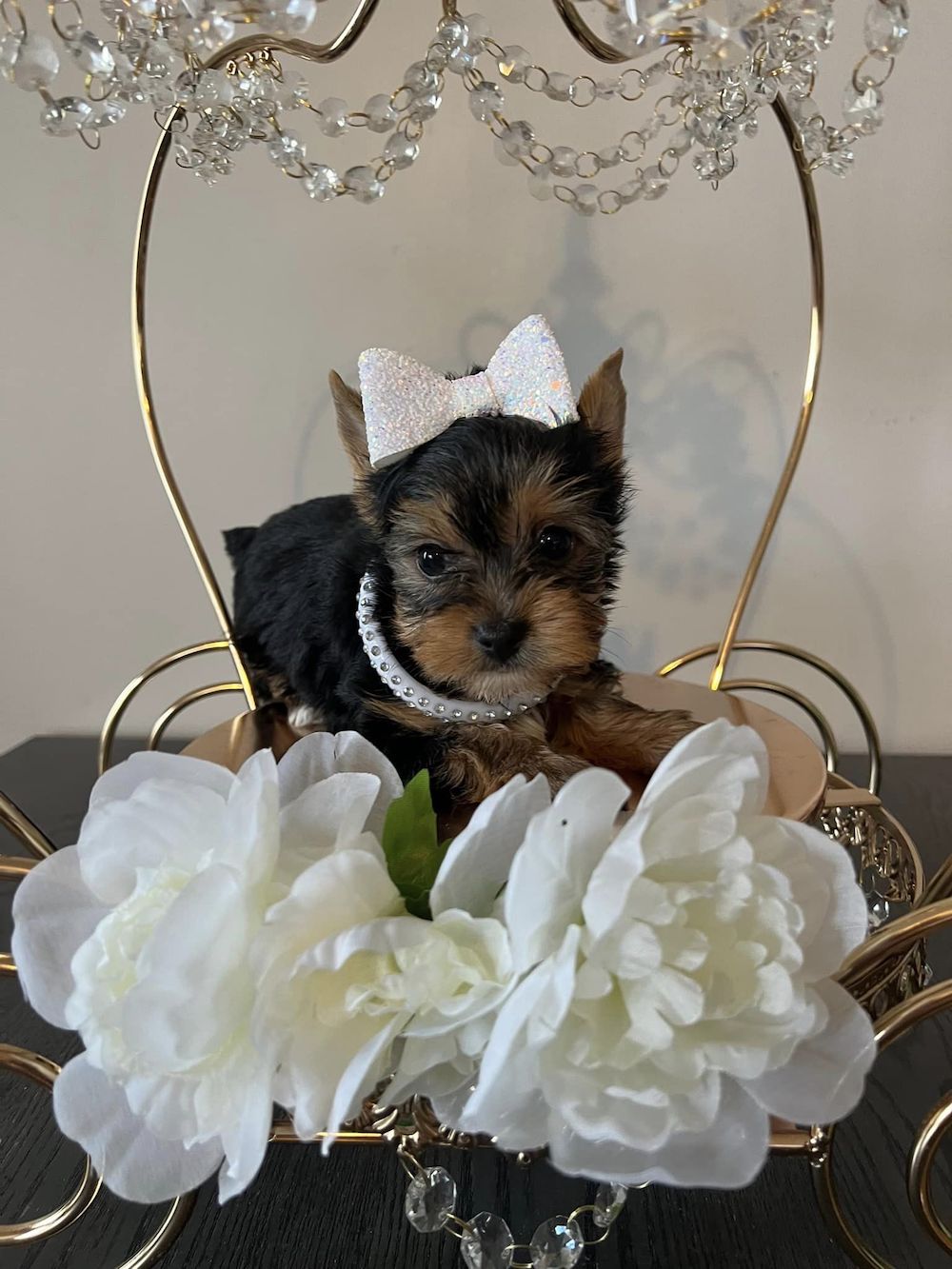 yorkie-puppy-for-sale1