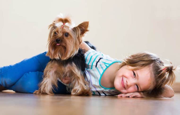 yorkie-family-dog.jpg