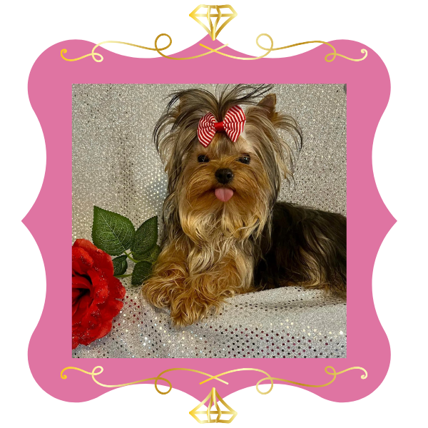 yorkie-for-sale-south-carolina