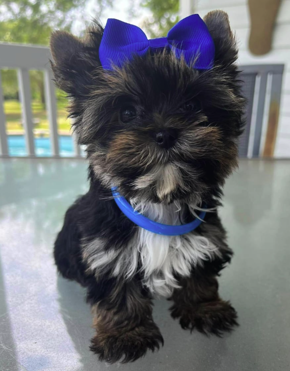 Teacup Yorkie South Carolina