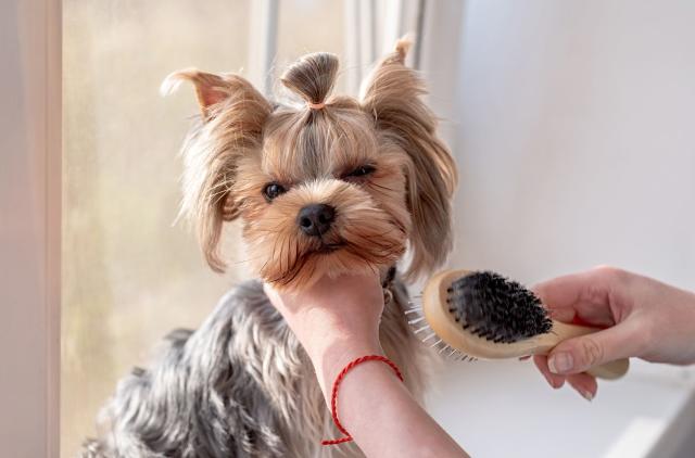 How To Brush A Yorkie