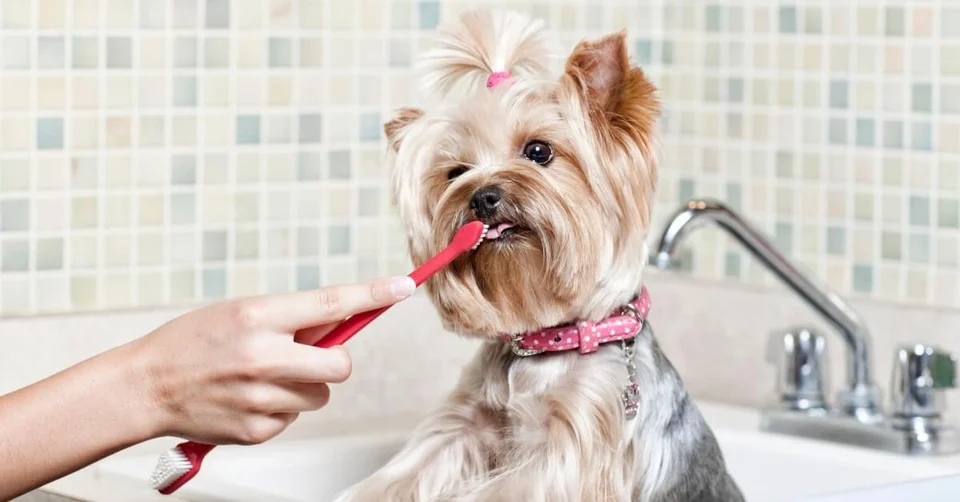 Yorkie Dental Hygiene