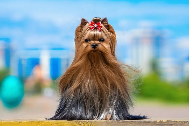 yorkie-grooming-tips