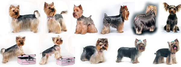 Yorkie Styling Techniques