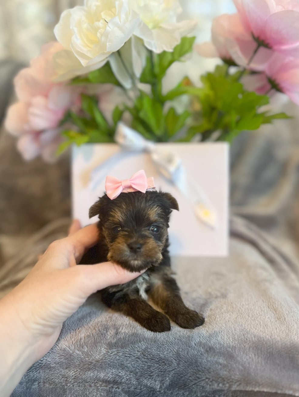 daisy-yorkie-puppy