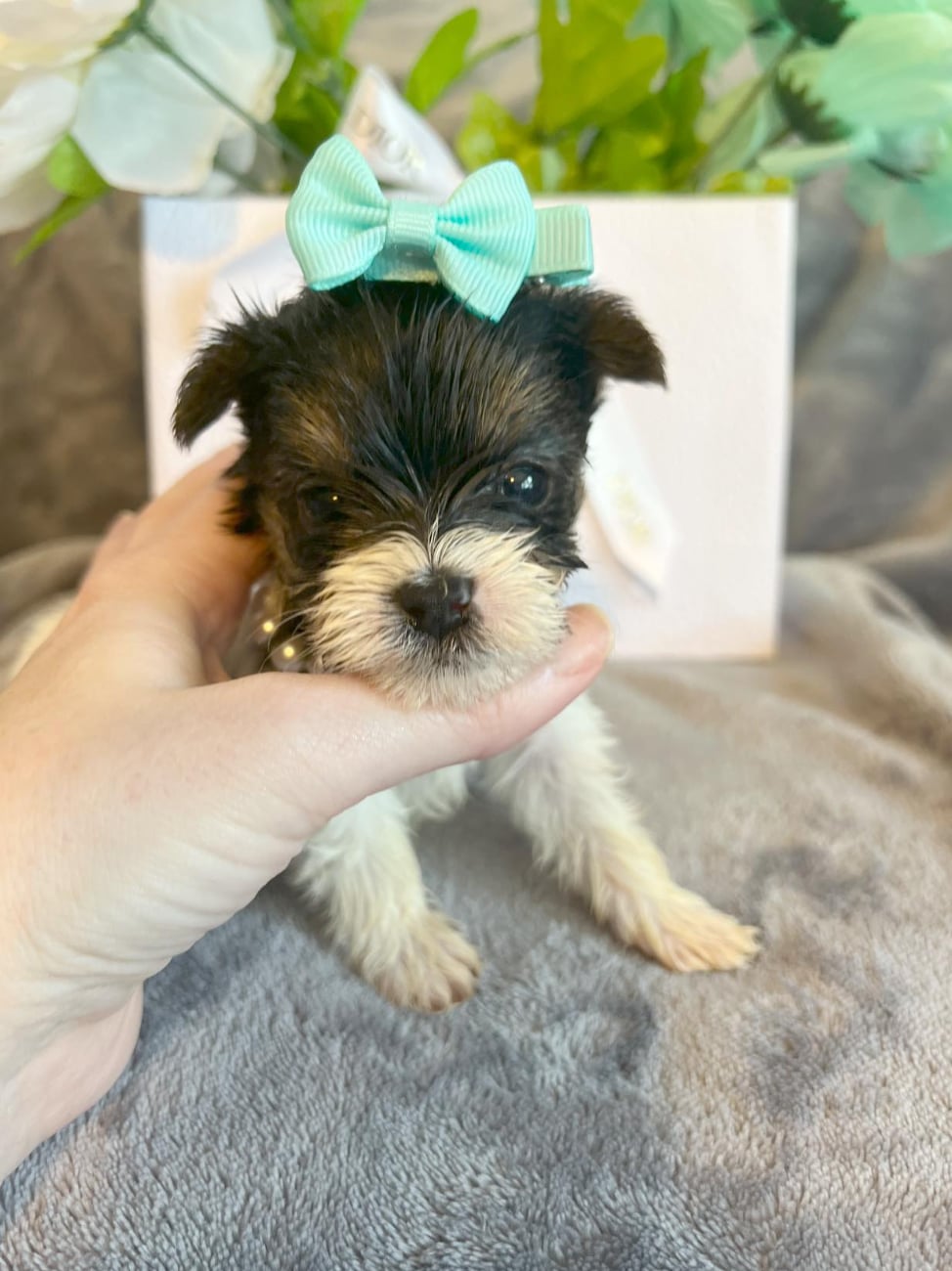 diesel-yorkshire-terrier-puppy-south-carolina