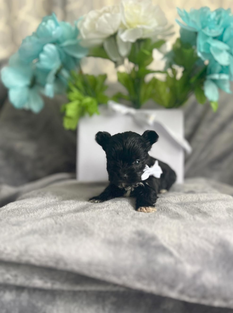 dior-yorkie-for-sale