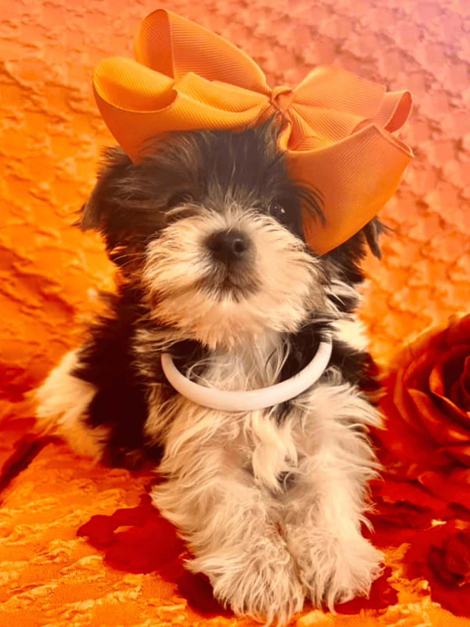 Diesel Male Parti Yorkie Puppy (1)