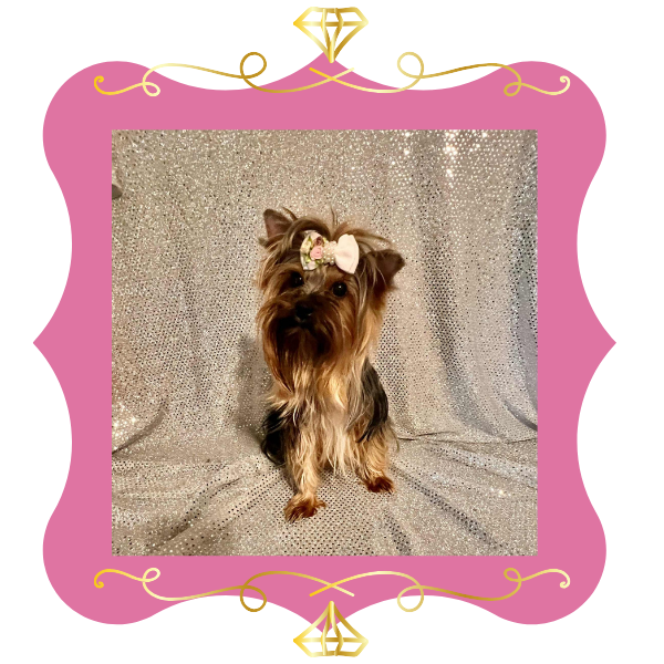 Lilly Yorkie Adult 1
