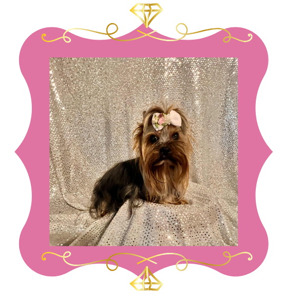 Lilly Yorkie 2