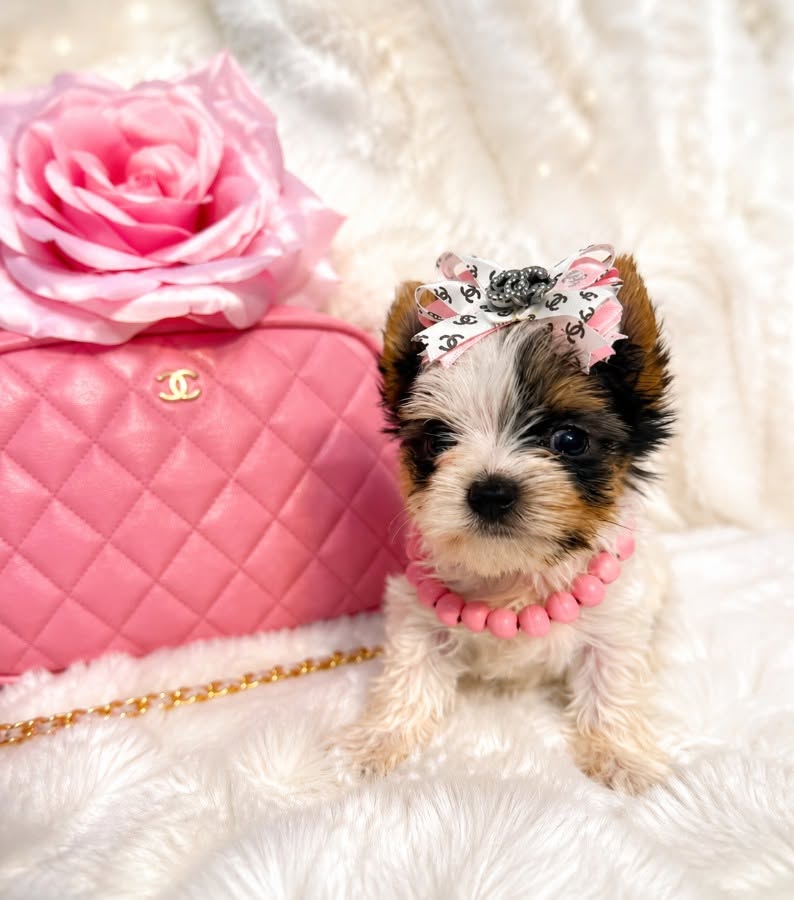 Xena-parti-yorkie-for-sale-south-carolina