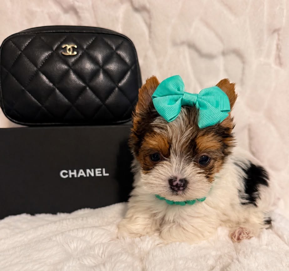 Xylo-teacup-yorkie-south-carolina